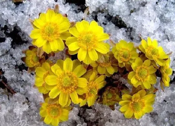 植物百科|冰凌花生长在什么地方