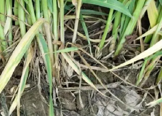 种植管理|小麦苗期病害图片及防治方法，冬小麦主要病害及防治技术）