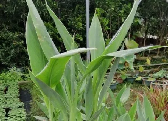 开花时间|美人蕉什么季节开花 春夏秋冬都会开花吗