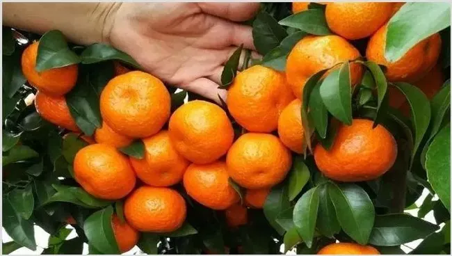 沙糖桔果皮厚什么原因 | 种植资料