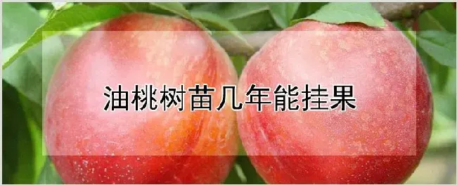 油桃树苗几年能挂果 | 耕种资料