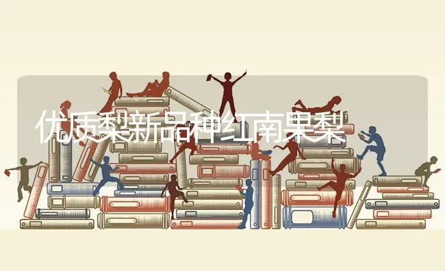 优质梨新品种红南果梨 | 瓜果种植