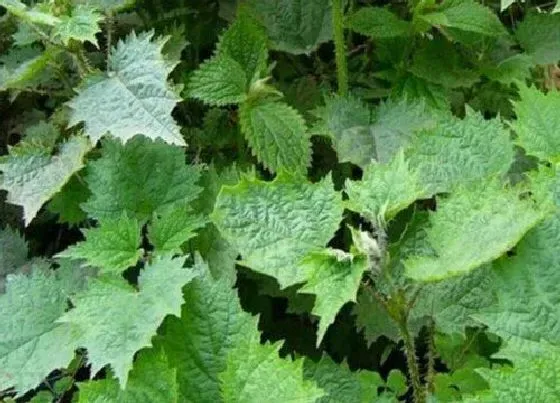 植物百科|荨麻是什么植物类别