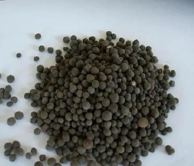 喷药|枯草芽孢杆菌能和阿维菌素一起混用吗（混配使用的作用）
