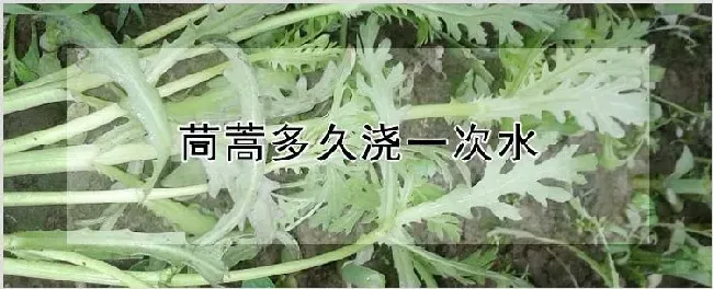 茼蒿多久浇一次水 | 养殖技术