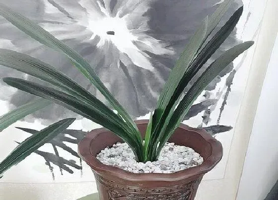 种植土壤|君子兰怎么配土 养殖土配制方法