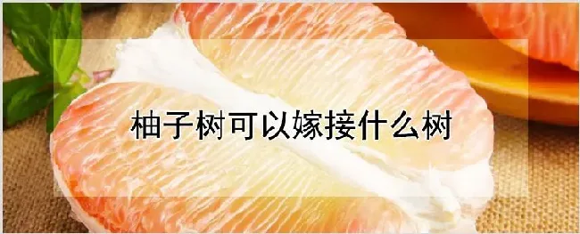 柚子树可以嫁接什么树 | 自然知识