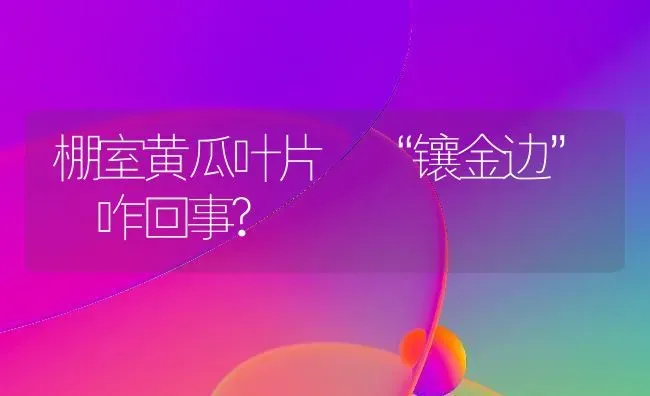 棚室黄瓜叶片 “镶金边” 咋回事? | 蔬菜种植