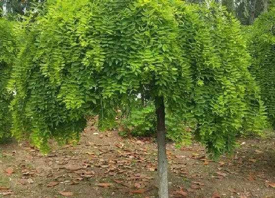 植物寓意|黄金槐的风水寓意和摆放位置