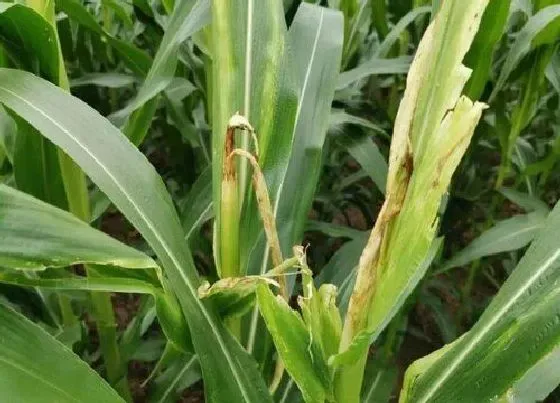 植物病害|玉米黄叶病的原因及治疗处理方法