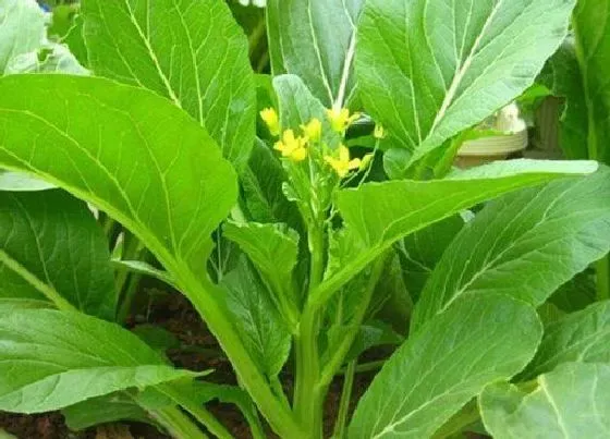 植物播种|菜心什么时候播种最好 播种最佳时间与方法