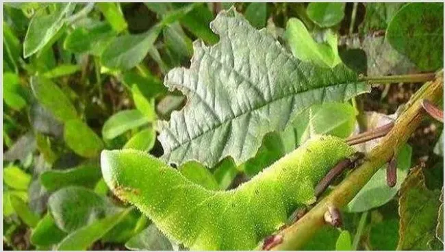 大豆倒青原因及预防方法 | 种植病虫害