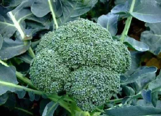 果实成熟|菜花多久成熟 生长期是多长时间