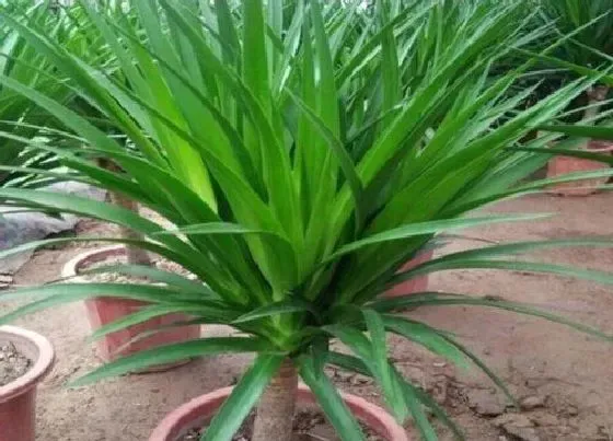 植物百科|龙血树开花吗 养几年才开一次花