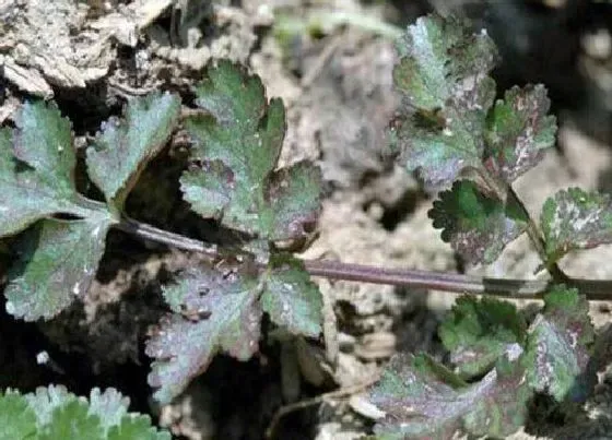 植物虫害|香菜病虫害防治技术与方法措施