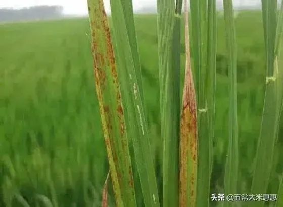 植物病害|水稻赤枯病的症状表现及防治方法（赤枯病最有效治疗方法）