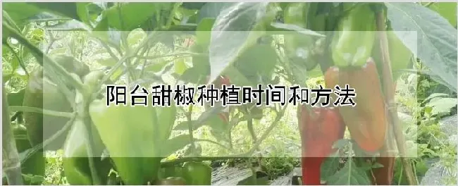 阳台甜椒种植时间和方法 | 养殖技术