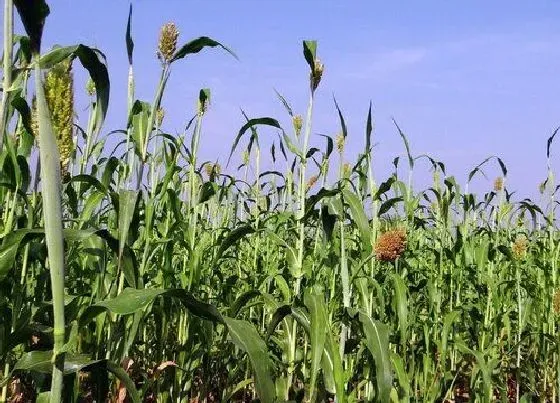 植物种类|高粱是被子植物吗