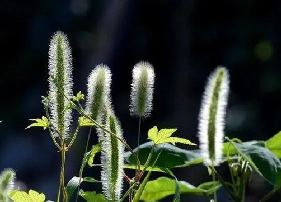 植物百科|狗尾草开花吗 开花什么样子