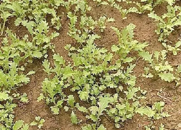 植物发芽|雪里红种子几天发芽