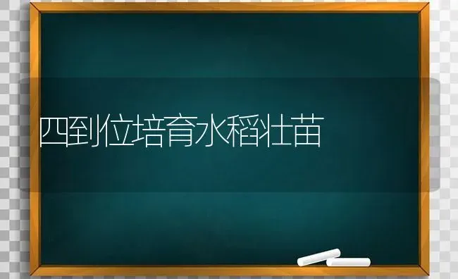 四到位培育水稻壮苗 | 粮油作物种植