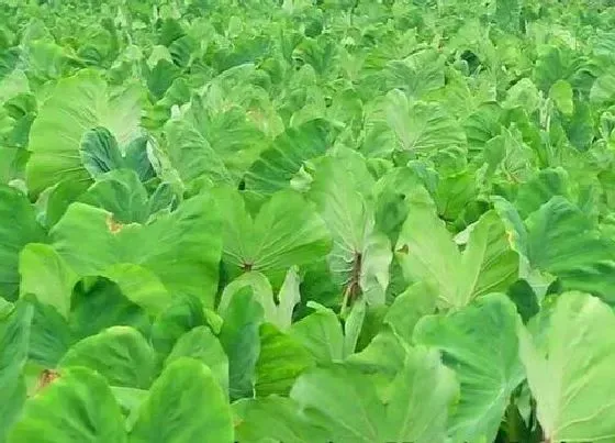 烂根|植物烂根怎么办