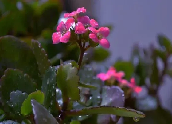 花朵|兰花有几个花瓣 兰花瓣型分类及花瓣是什么样子的