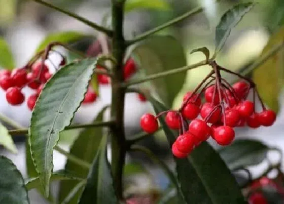 植物繁殖|朱砂根怎么繁殖方法和注意事项