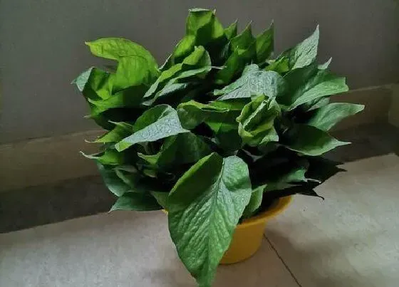 植物排行|耐阴的植物有哪些