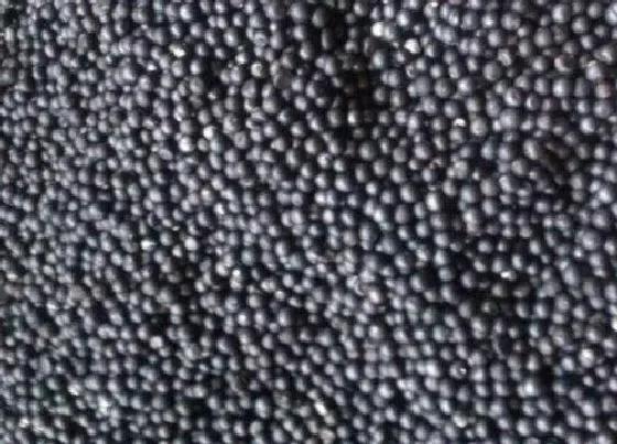 植物百科|云竹有种子吗