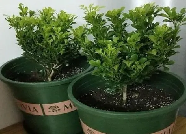 植物浇水|如何判断米兰该浇水了 判断米兰是否该浇水的方法