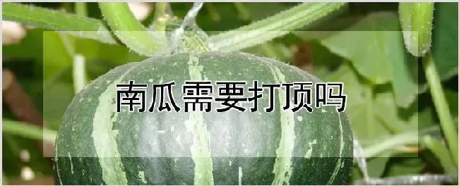 南瓜需要打顶吗 | 耕种资料