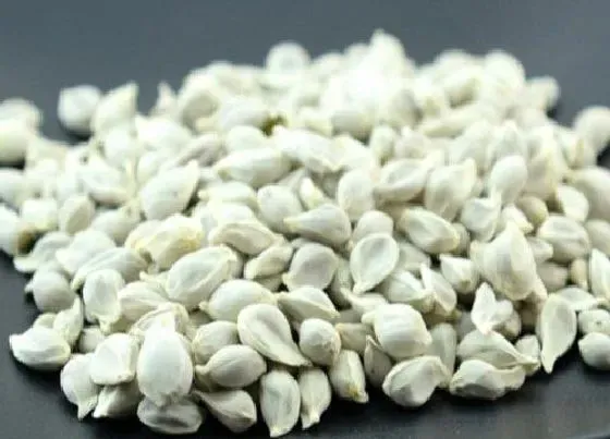 种植管理|橘子籽可以种吗