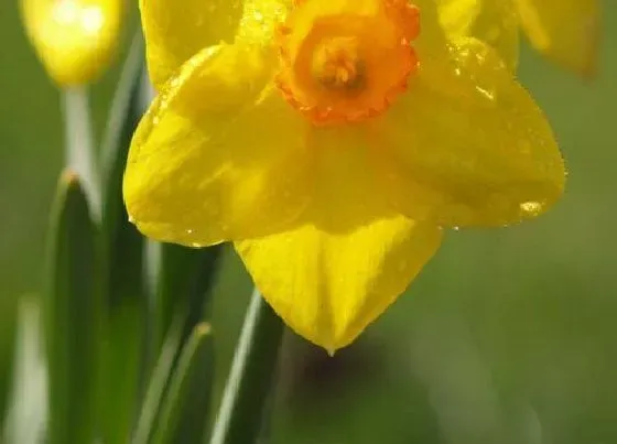 室内摆放|水仙花能在室内养吗