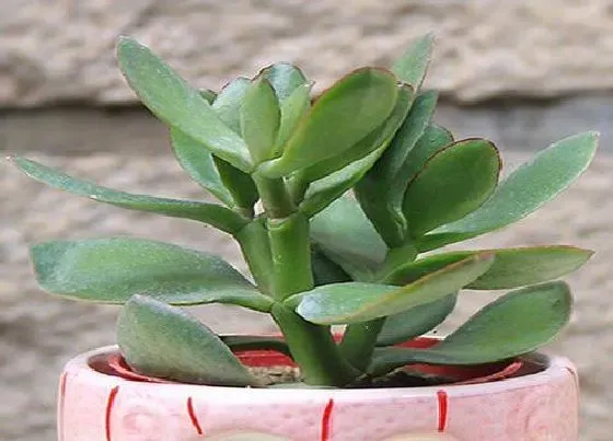 种植长叶|玉树不长叶子怎么办