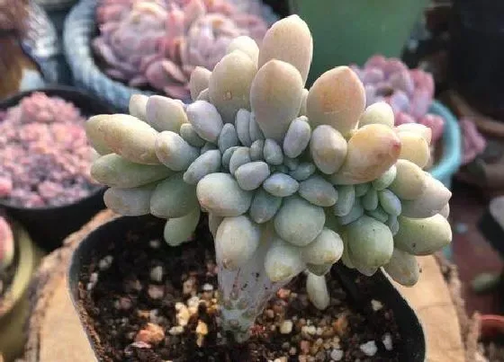夏天植物|冬美人夏天怎么养护