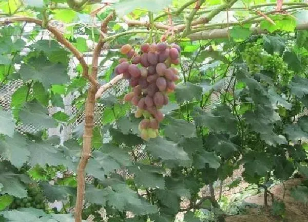 植物浇水|葡萄多久浇一次水