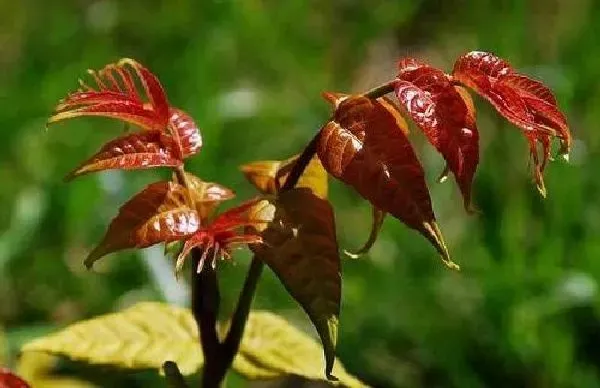 植物生根|香椿扦插生根最快方法