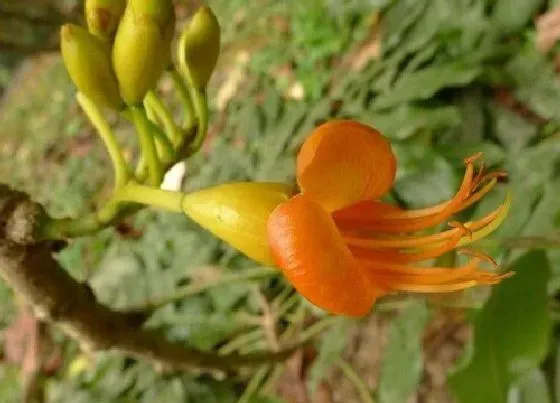 植物百科|栗豆树开花吗 开花什么样子