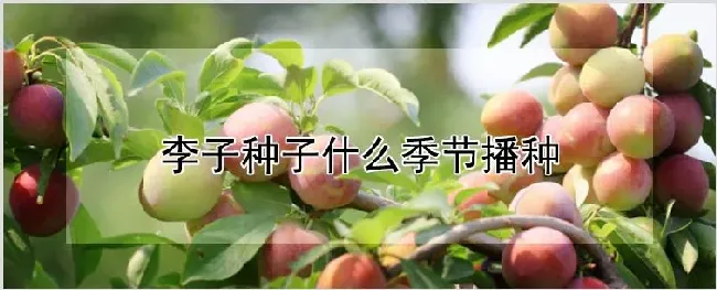 李子种子什么季节播种 | 养殖技术