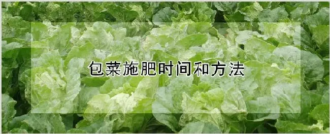 包菜施肥时间和方法 | 种植资料