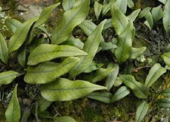 植物百科|刀口药是什么植物类别