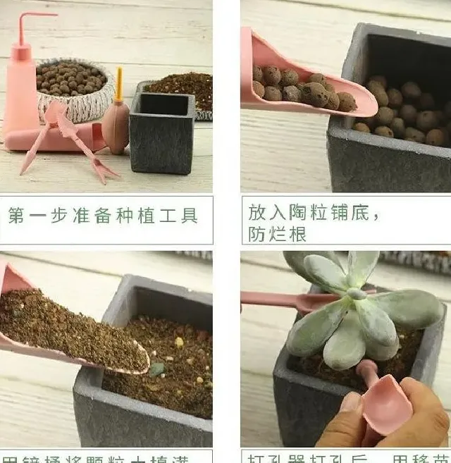 种植土壤|劳尔多肉怎么配土 土壤配制方法