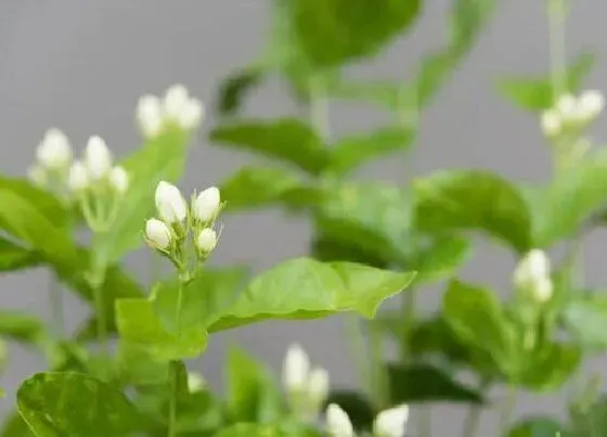 植物百科|茉莉是树吗 长什么样子（图片）