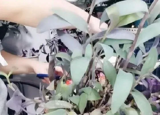 植物修剪|紫竹怎么修剪方法