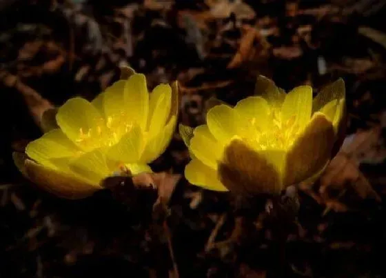 植物百科|冰凌花生长在什么地方