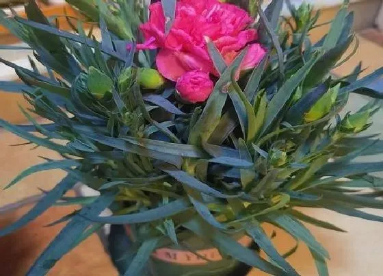 开花时间|康乃馨什么时候开花 一年开几次花