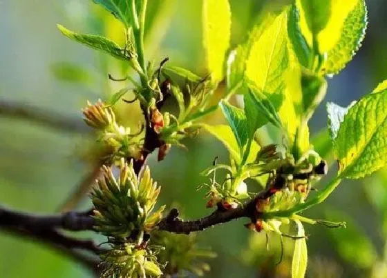 植物百科|杜仲树有什么作用