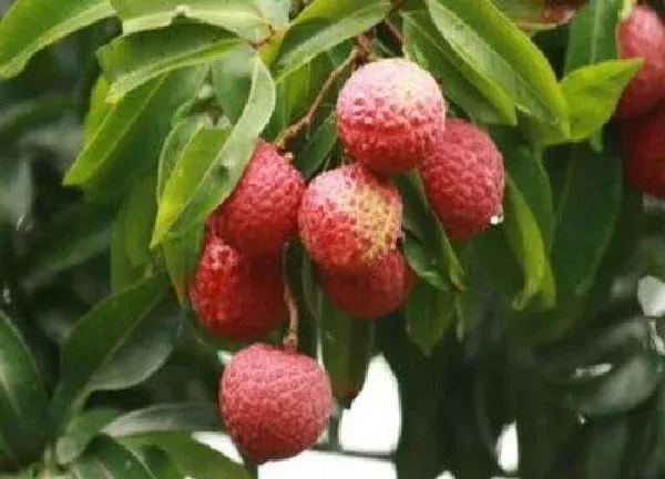 植物生根|荔枝环割最佳时间 荔枝树环割一般是在几月份