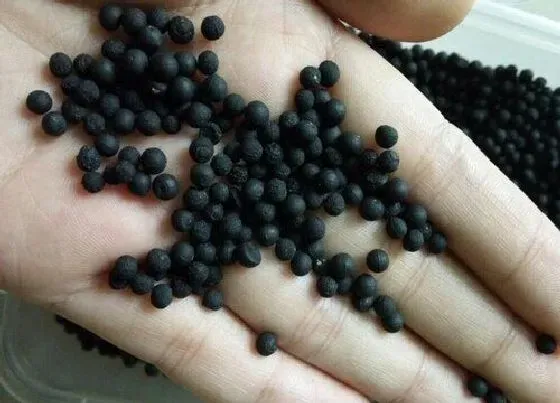 植物百科|云竹有种子吗